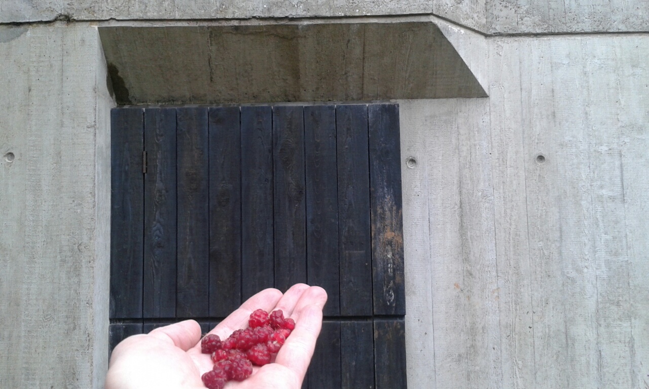 Local wild raspberries in front of the black timber Boilerhouse door to be employed for Property 2