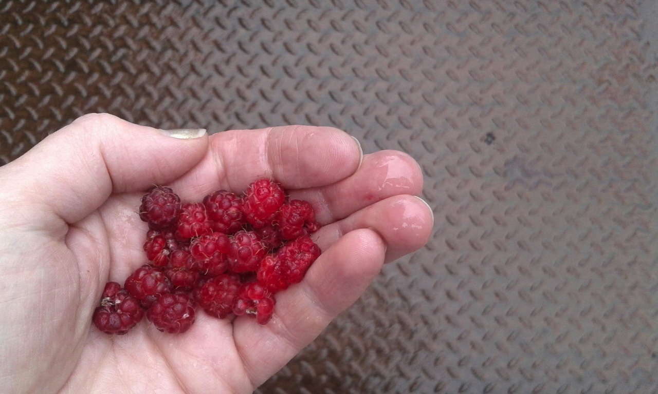 Wild Raspberries against coal delivery tread plate, Dingleton Boilerhouse