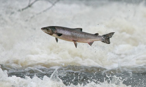 Wild salmon at Philiphaug