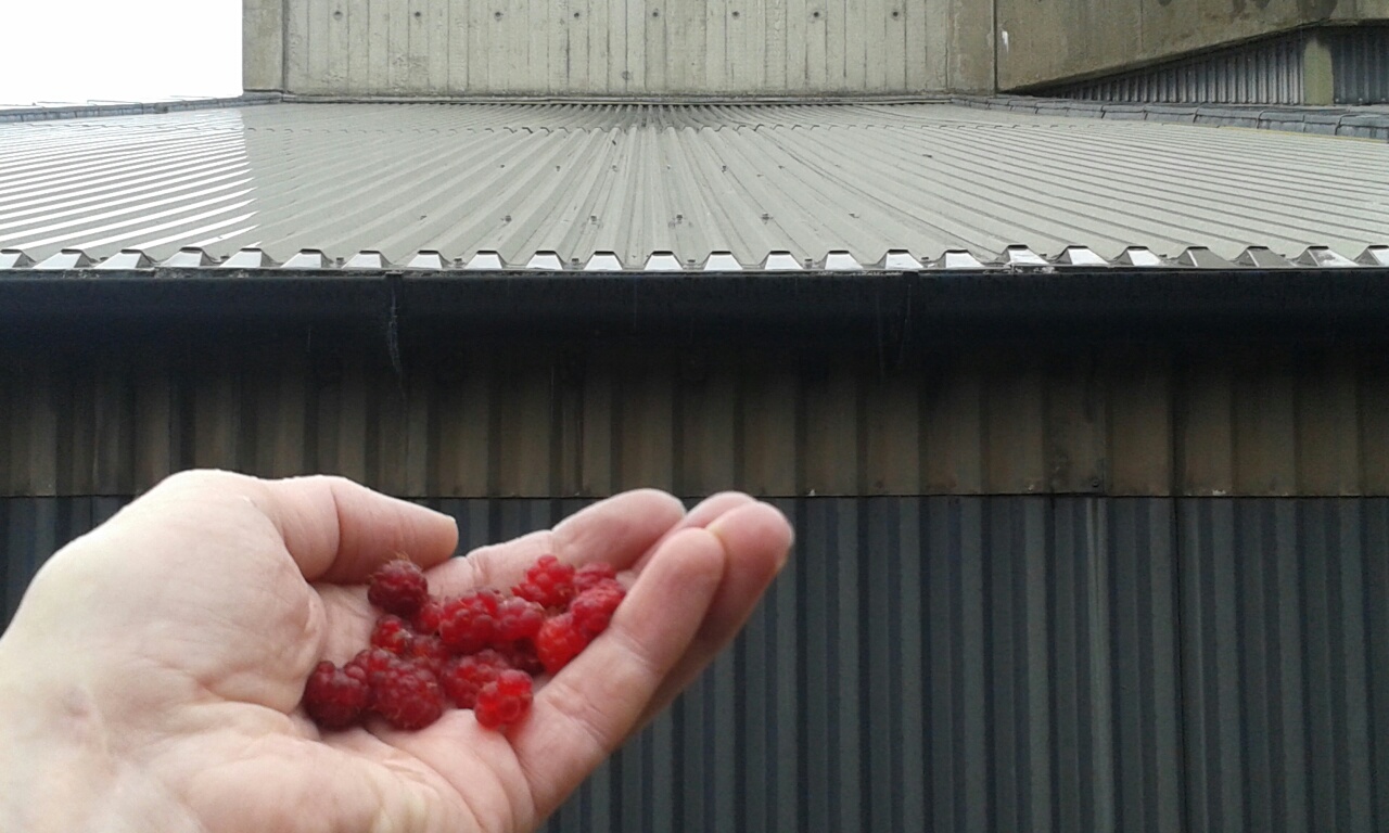 Wild raspberries in front of south facade to Property 5, Dingleton Boilerhouse